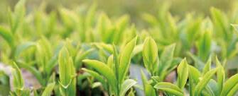 廣西西林京桂古道茶業(yè)公司怎么樣？是國企嗎？和廣西農(nóng)墾集團(tuán)啥關(guān)系？